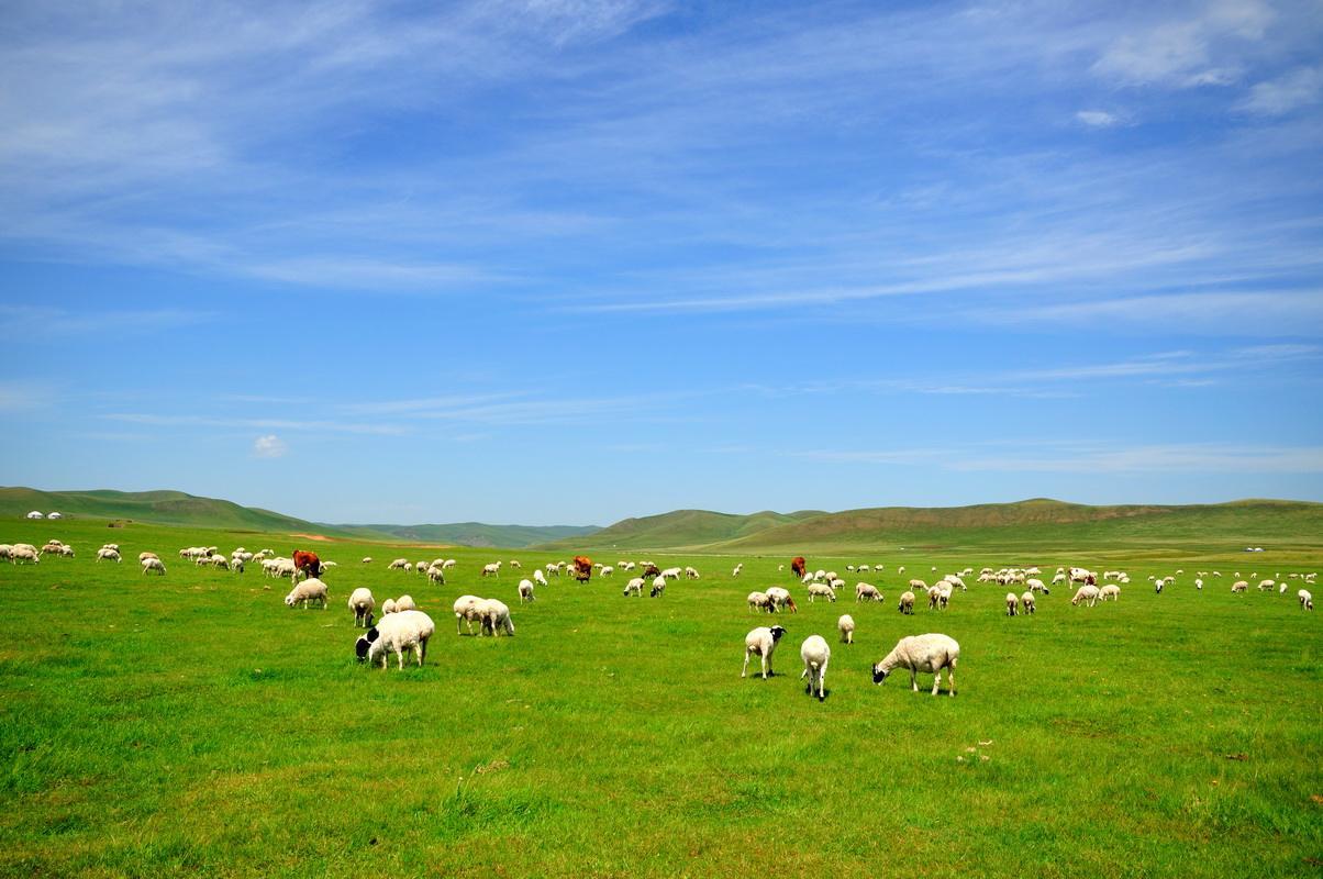 呼和浩特,草原之都的无限商机与历史魅力